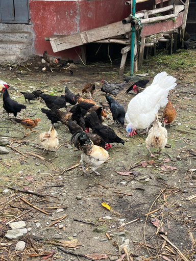 Others 5, The North Face Inn's Homestay, Gandaki