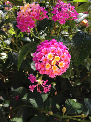 Garden 5, Villa Bougainvilliers, Pyrénées-Orientales
