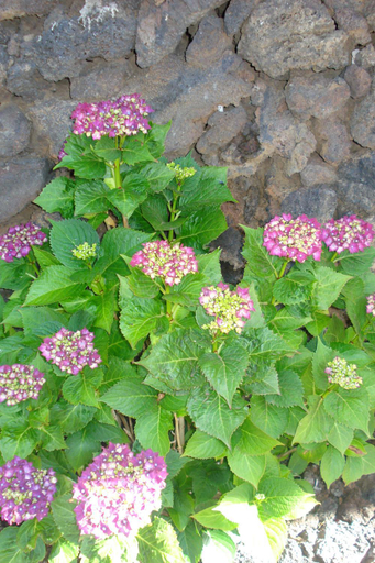Others 4, Casa Rural Aborigen Bimbache, Santa Cruz de Tenerife