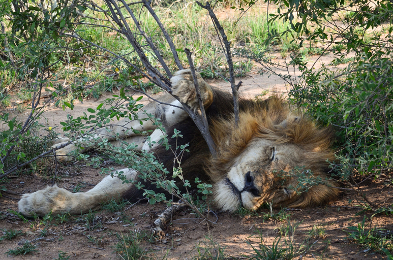 Others 2, Kapama Kruger Homestead, Mopani