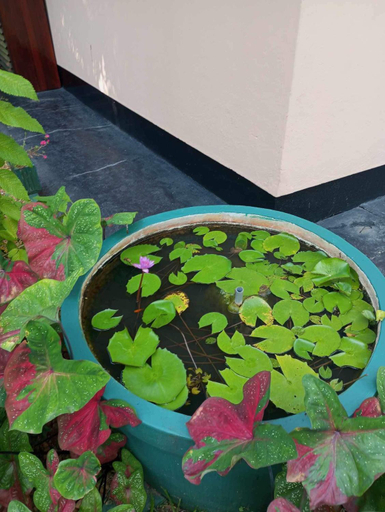 Others 4, Aura Beach Villa, Beruwala