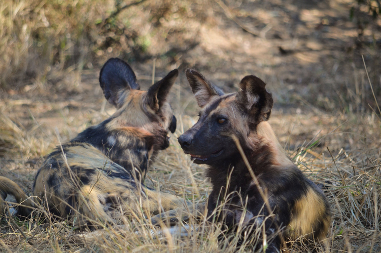 Others 4, Kapama Kruger Homestead, Mopani