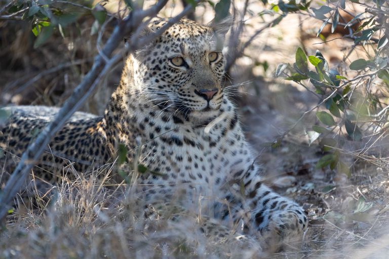 Others 3, Kapama Kruger Homestead, Mopani