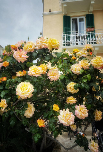 Hotel Villa Igea, Savona
