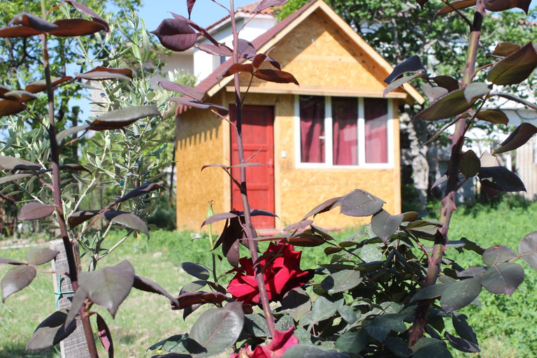 Others 4, Elbasan Backpacker Hostel, Elbasanit