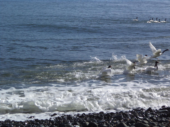 Others 4, Alojamiento junto al mar, Palena