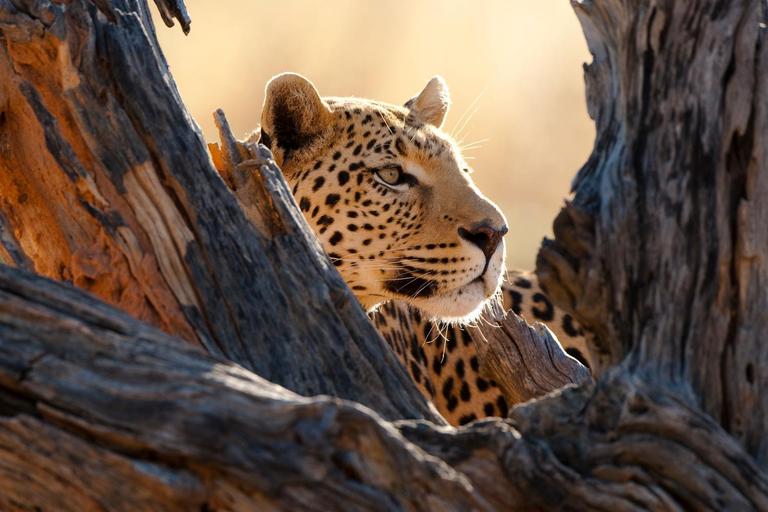 Others 5, Okonjima Plains Camp, Omatako