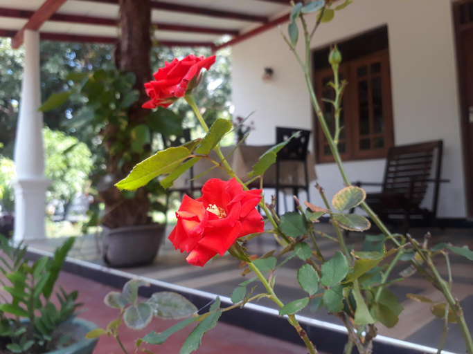 View, Danara Homestay, Dambulla