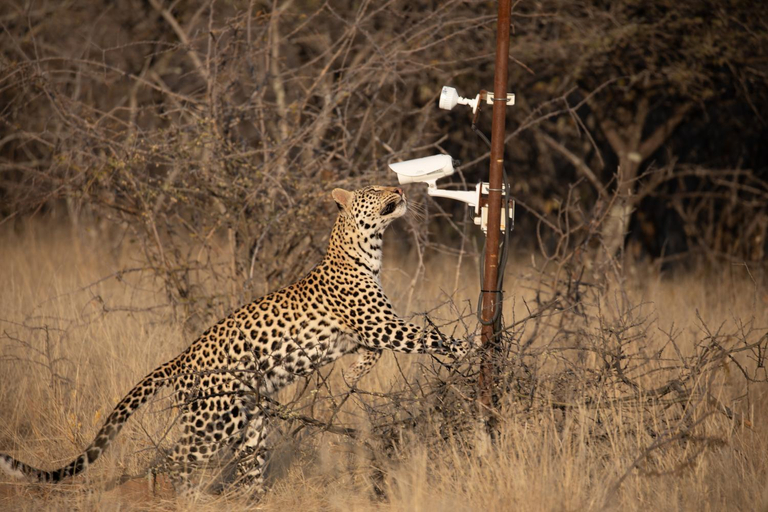Others 4, Okonjima Plains Camp, Omatako