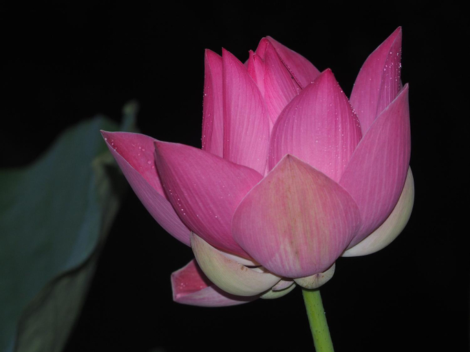 Others 11