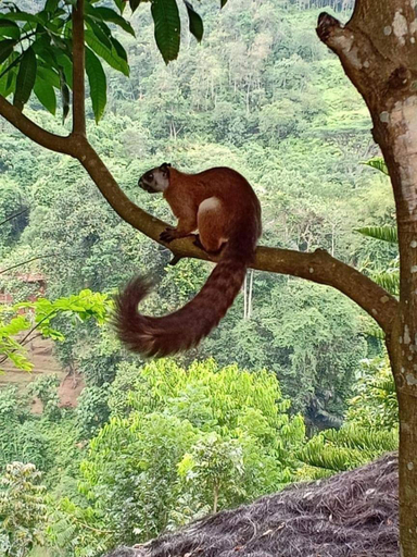 Others 5, On The Rocks Bungalows, Restaurant and Jungle Trekking Tours, Langkat