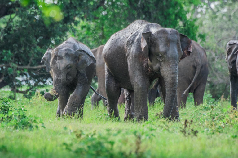 Others 3, Sigiriya Lakmal Resort, Dambulla