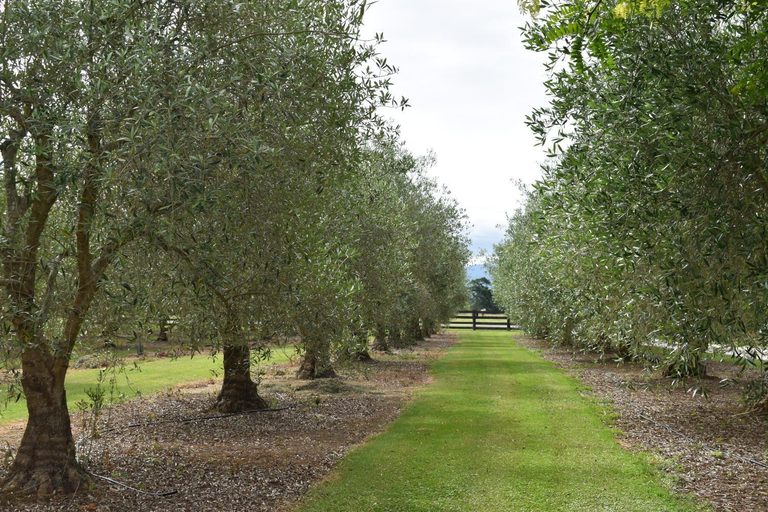 Others 5, Olivista, Masterton