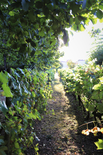 Others 2, Le Bonheur- Suite Cognac, Charente