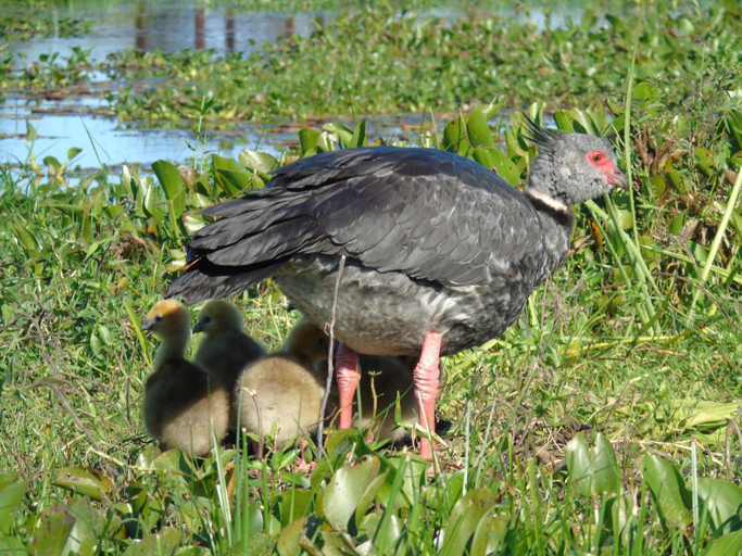 Others 3, Ibera Pora, San Martín