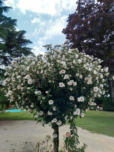 Others 5, le domaine du chaffard, Isère