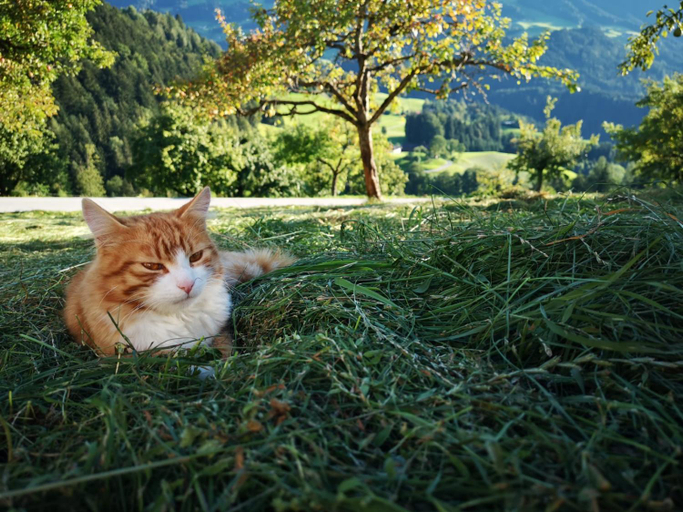 Others 3, Hotel & Alpengasthof Pinzgerhof, Kufstein