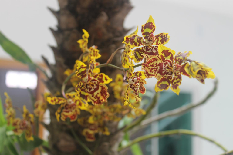 Others 4, Pousada Orquideas de Maria, Aparecida