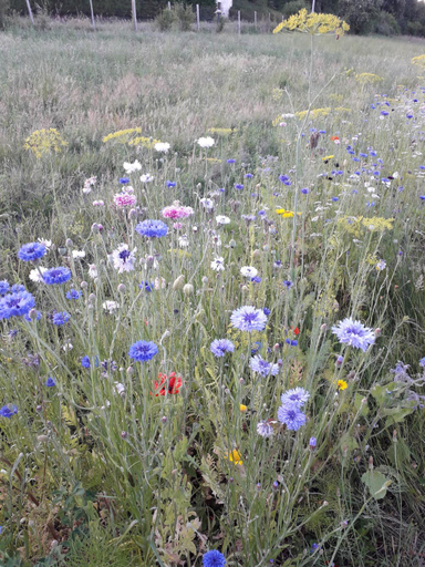 Others 5, Le jardin des paons, Dordogne
