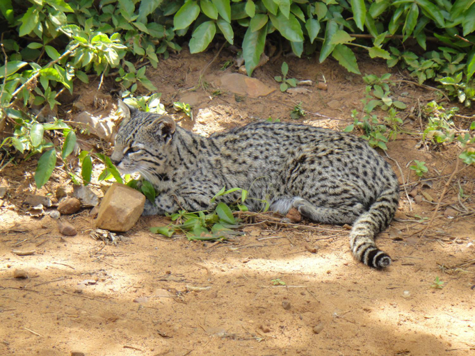 Others 4, Ibera Pora, San Martín