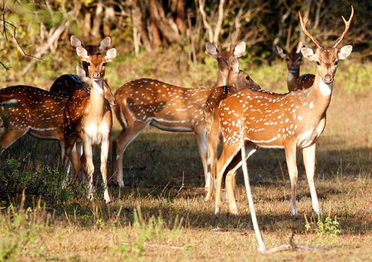 Others 4, Rathnapriya Oasis, Madulla