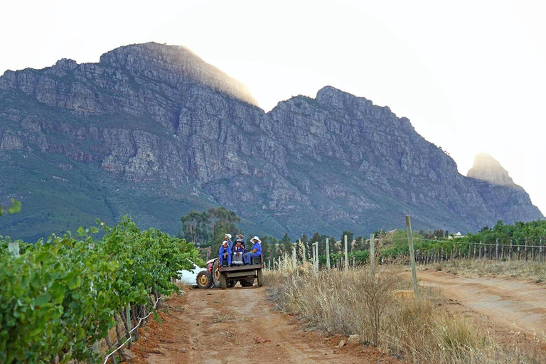 Others 5, Muratie Wine Estate, Cape Winelands