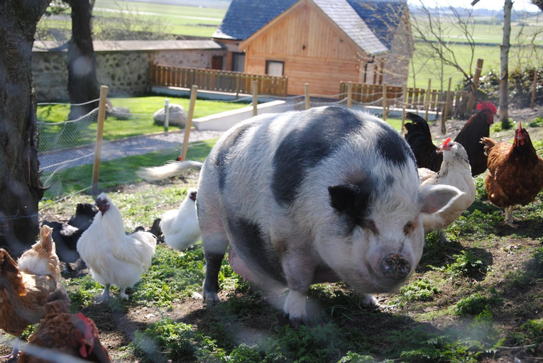 Others 2, Delny Glamping and Farm Animals, Highland