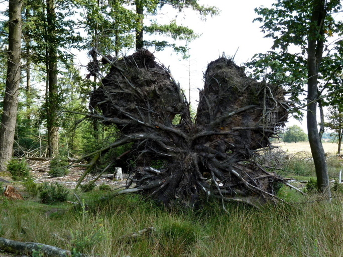 Others 3, Selatuinen, Ooststellingwerf