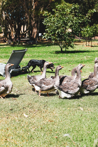 Others 4, Olivi, South Gippsland - East