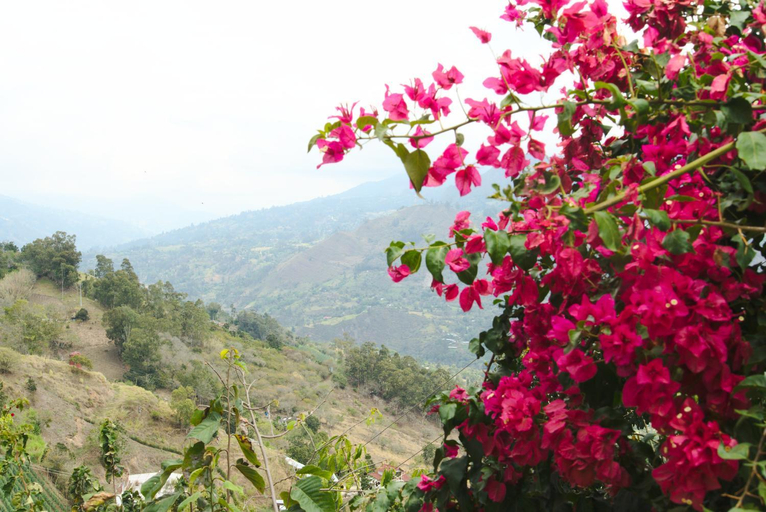 Others 3, Finca Umnisa - Choachi, Choachí