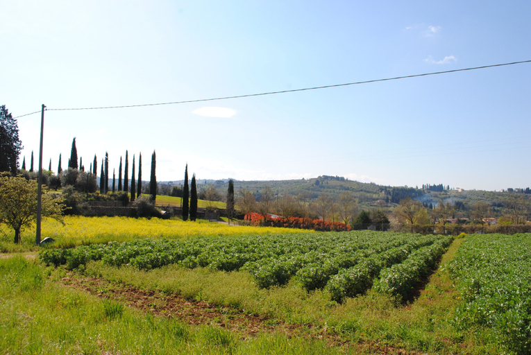 Others 5, Fattoria di Malavolta, Florence