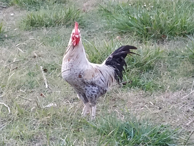 Others 2, La ferme des Escampades, Vaucluse