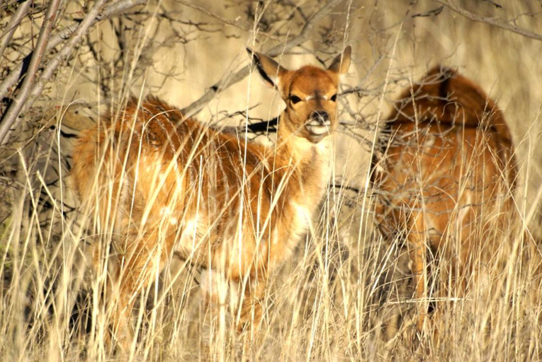 Others 2, Suites in Private Game Reserve close to Aliwal North, Xhariep
