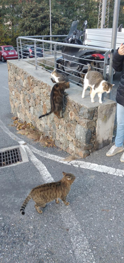 Others 4, Ca degli Ulivi, Savona