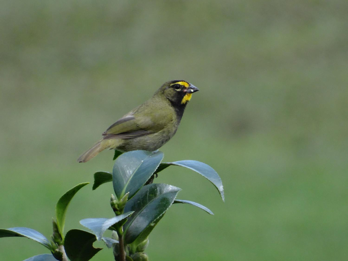 Others 4, Hacienda Guayabal, Villamaría