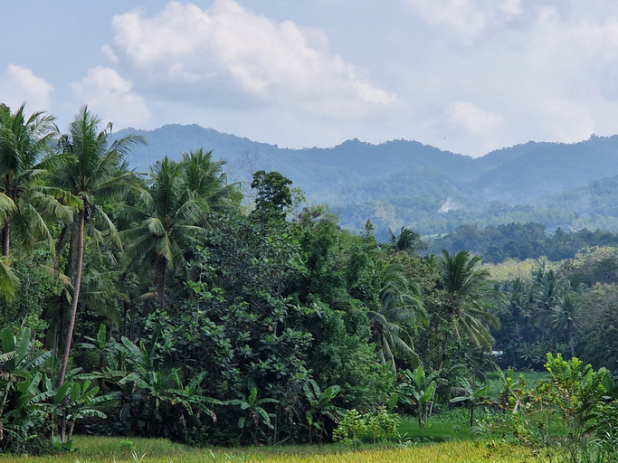 Others 5, Villa Norwegia - pool with panorama rice field view, Kulon Progo