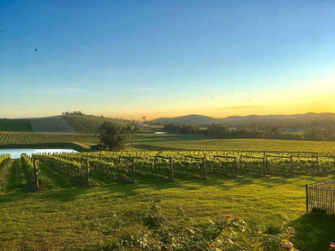 View, Mount Hope Estate Vineyard, Yarra Ranges - North