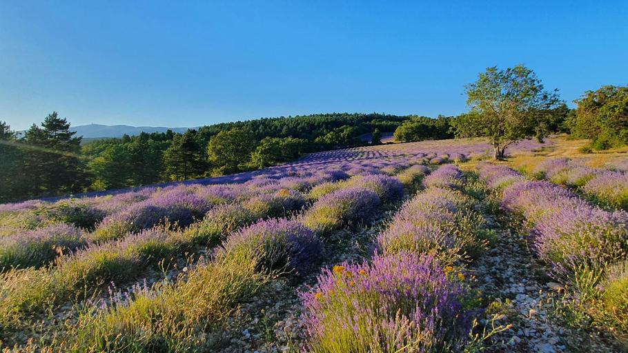 Others 5, A Ventoux Yourte, Vaucluse