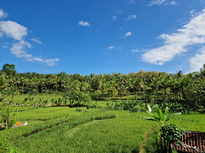 Others 4, Villa Norwegia - pool with panorama rice field view, Kulon Progo