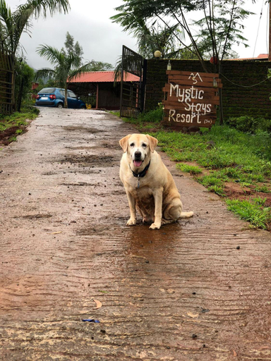 Others 4, Mysticstays Resort, Satara