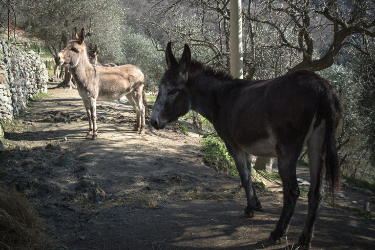 Others 3, Agriturismo A Ca Vegia, Savona