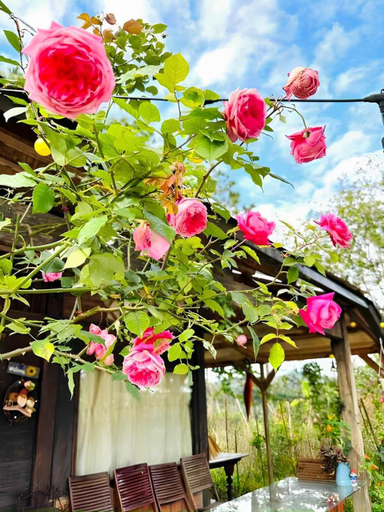 Garden 2, Romantic house 2 on a pine hill Dalat, Đà Lạt