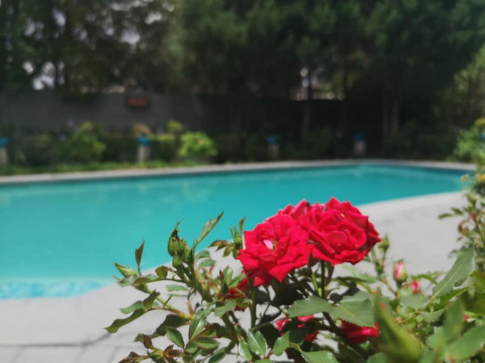 Sport & Beauty 2, Lamon Guesthouse, Fezile Dabi