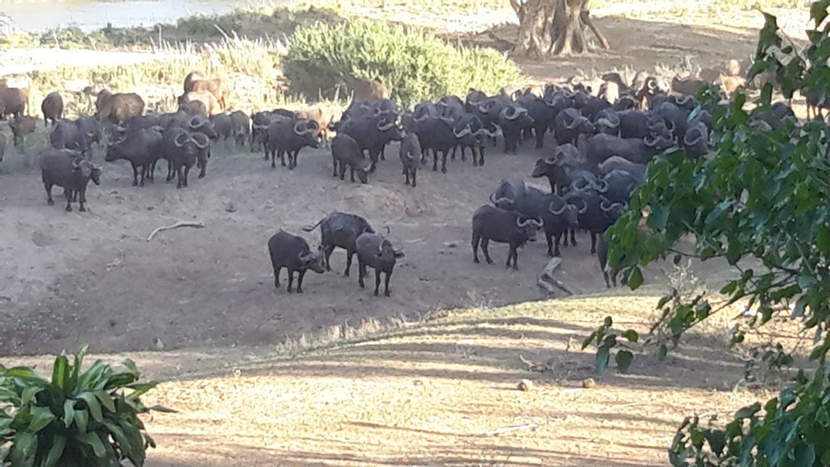 Others 4, Sangasava Safari Lodge, Mopani