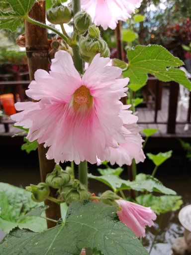 3, Yi Jia Yuan Homestay, Miaoli