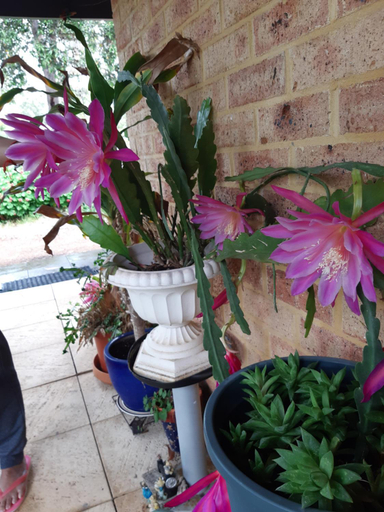 Others 5, Mundaring Bed and Breakfast, Mundaring