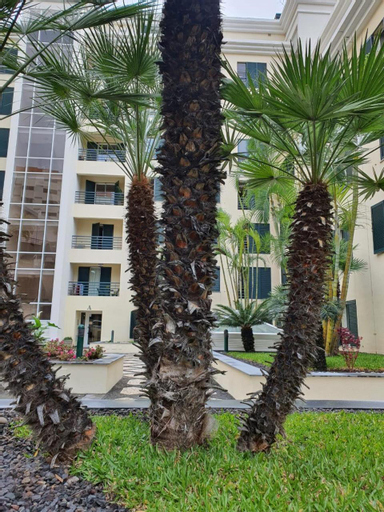 Suncoast Residence V (Free parking), Funchal