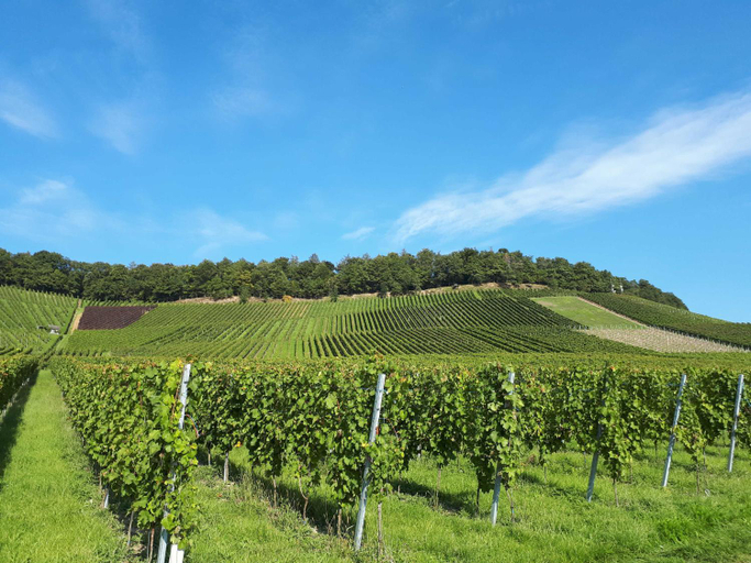 Others 5, Weinlodge am Geissberg, Heilbronn