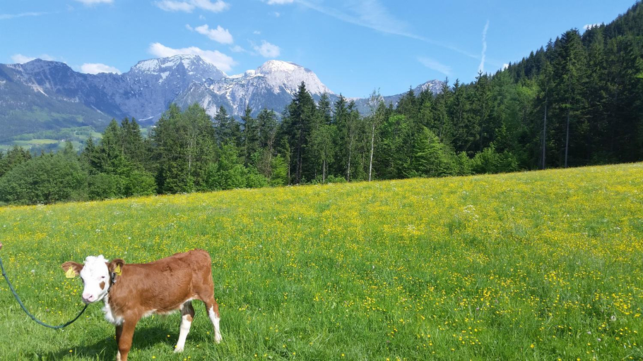 Others 5, Appartements Hochodlehen, Berchtesgadener Land