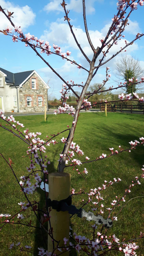 Others 2, Nellies Cottage B&B